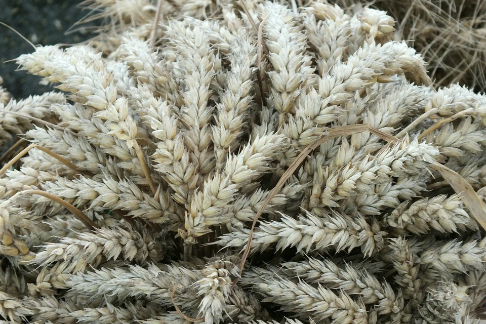 Минсельхоз РФ заявил о возможном запрете экспорта пшеницы, ржи, ячменя и кукурузы с 15 марта по 30 июня 2022