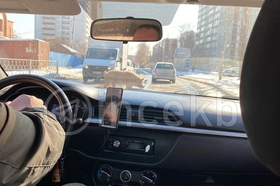 Животное бегало по проезжей части, не боясь машин Фото: группа ВКонтакте Инцидент Екатеринбург