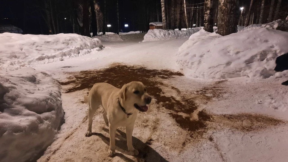 Немало кофе было потрачено, чтобы засыпать им тропинку.