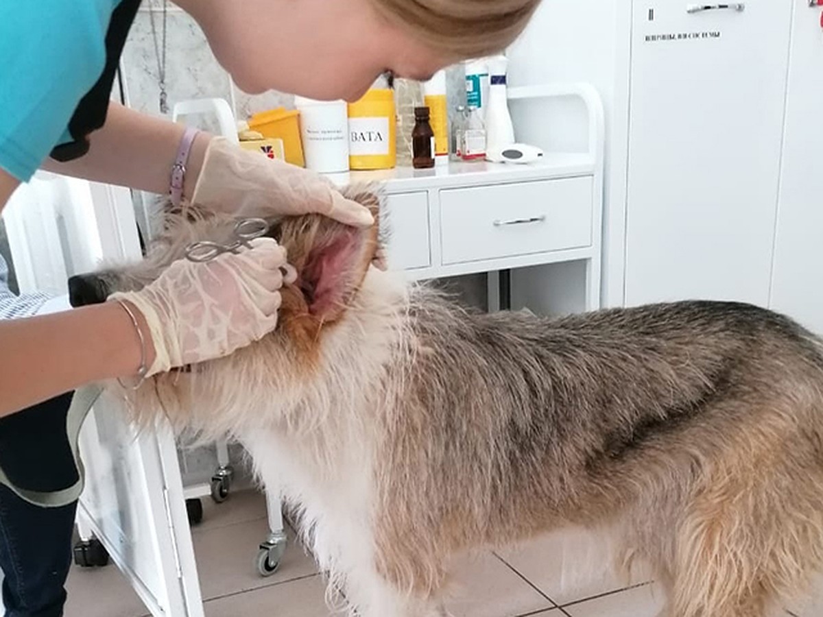 Как правильно чистить уши собаке, кошке рассказывает ветеринарный врач ФГБУ  Брянская МВЛ - KP.RU