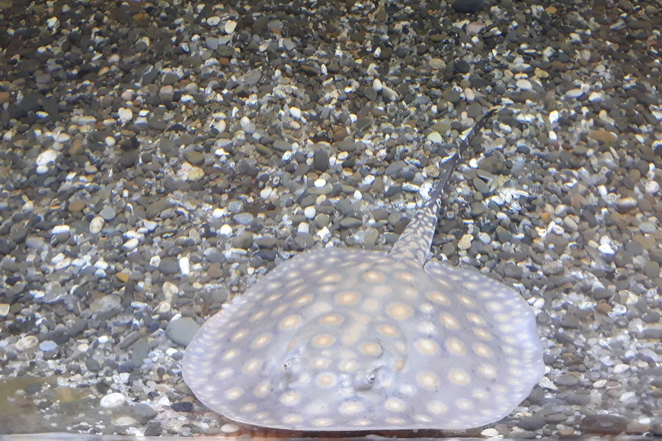 В Ростове изучают редких скатов-хвостоколов. Фото: ДГТУ