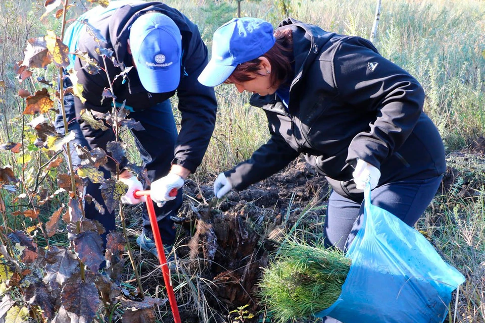 Химики помогают восстанавливать тольяттинский лес с 2012 года. Фото ПАО «КуйбышевАзот».