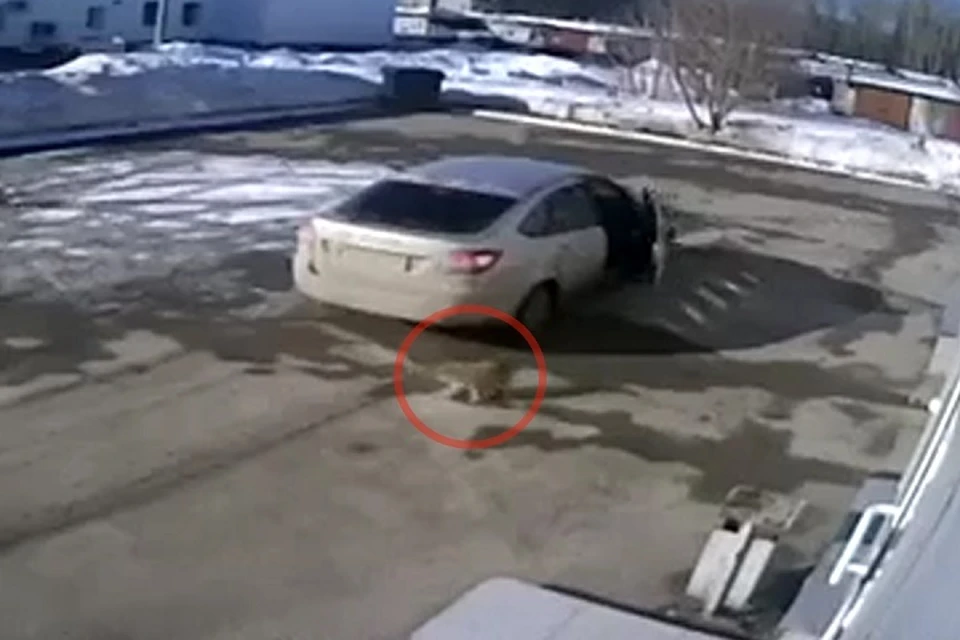 В Перми неизвестные подбросили щенка на территорию автомойки и уехали. Фото: кадр с видео камеры наблюдения.