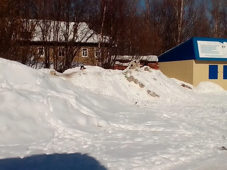 Фото: соцсети