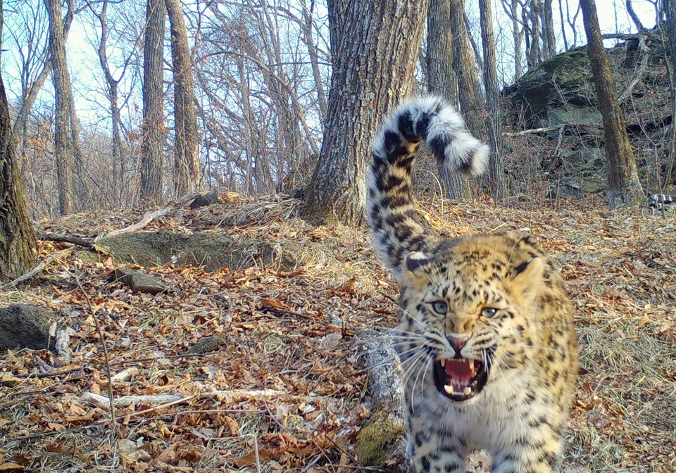 Дальневосточный леопард. Фото: пресс-служба нацпарка «Земля леопарда»