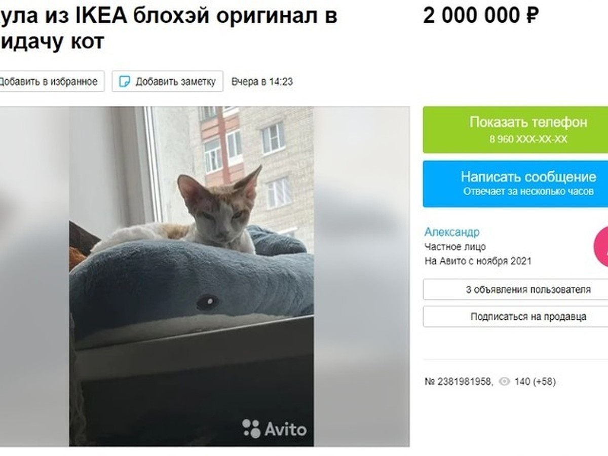 В Ярославле продают плюшевую акулу, приложением к которой идет живой кот -  KP.RU