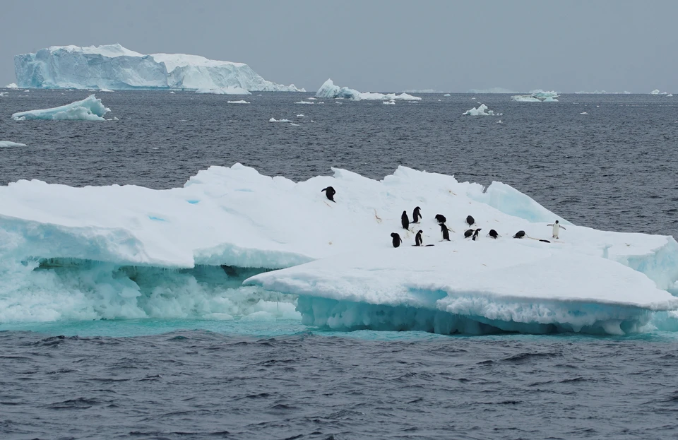 От Антарктиды откалываются и уходят в открытый океан огромные айсберги.