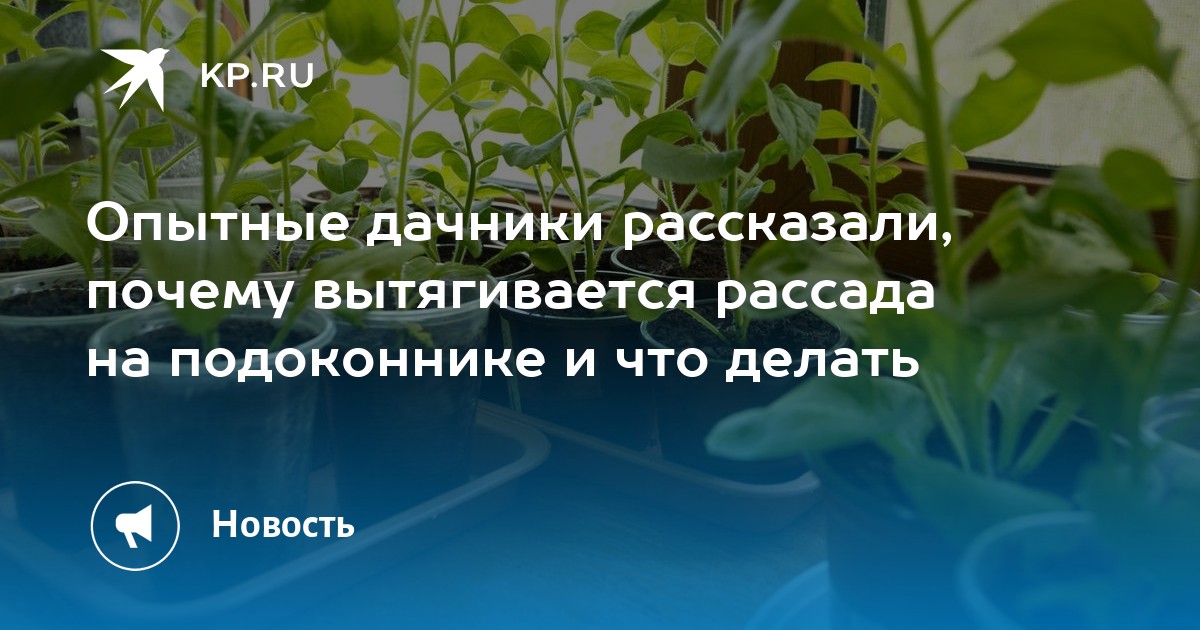 Как сажать переросшую рассаду томатов