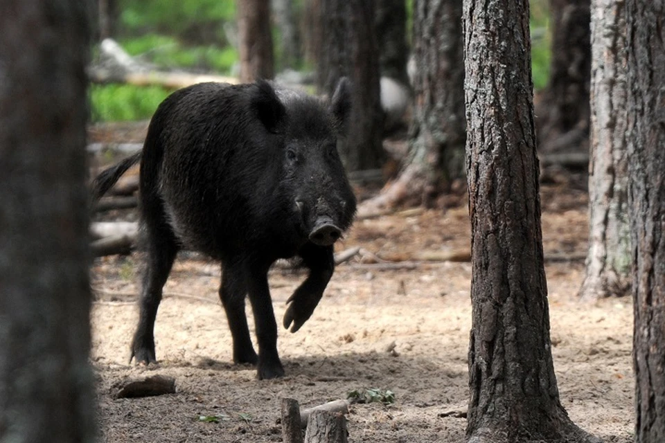 Вспышку африканской чумы свиней выявили в Хабаровском районе