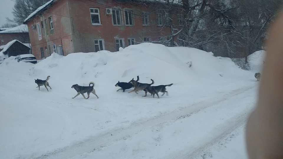 Собаки в Заводском