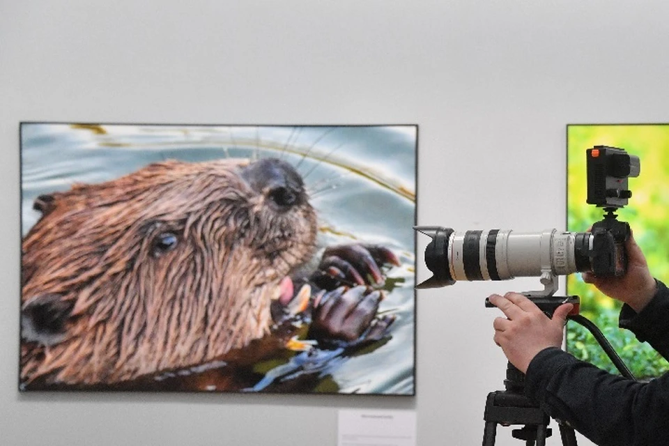 Нападение произошло, как только сработала фотовспышка.