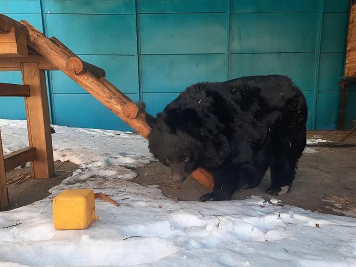 Комсомольчан приглашают разбудить гималайскую медведицу Шурочку - KP.RU