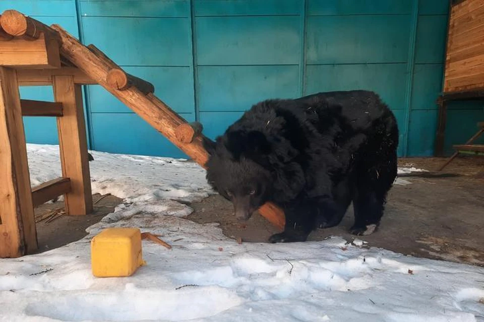 Гималайская медведица Шурочка. Фото: зооцентр "Питон"