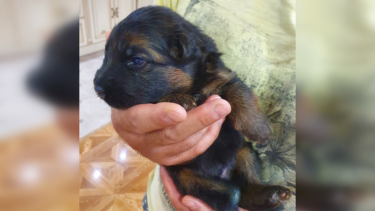 Нашли новорожденного щенка - Выращивание щенков - forsamp.ru собаки - ретриверы