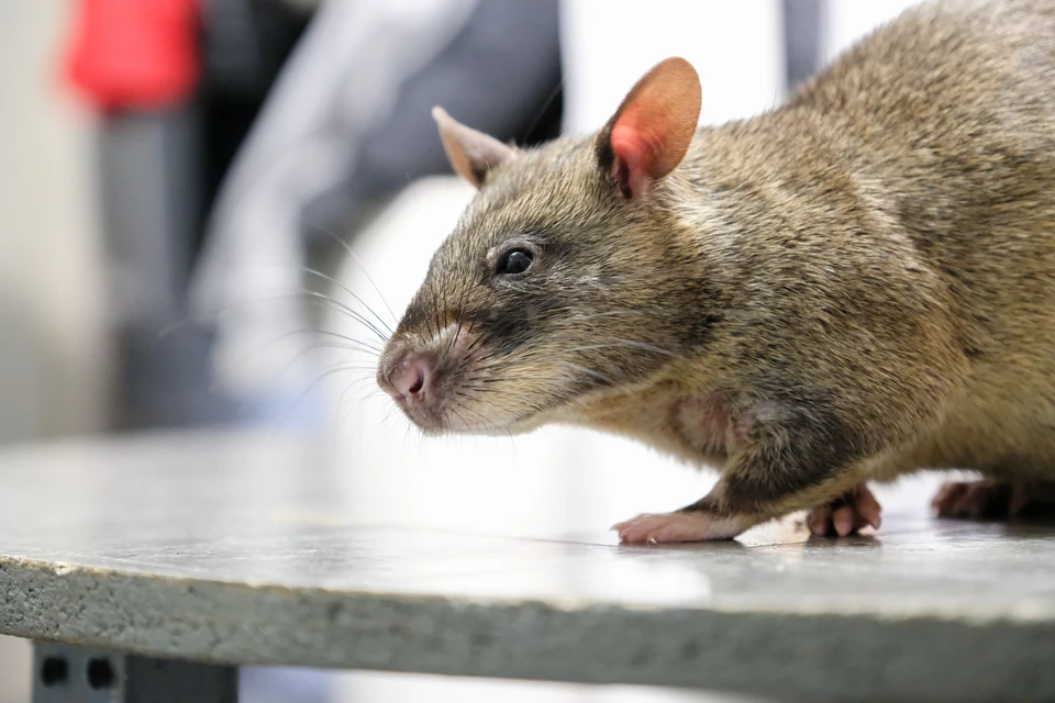 В 2021 крысами было заселено 19 процентов жилых и «пищевых» помещений Петербурга.