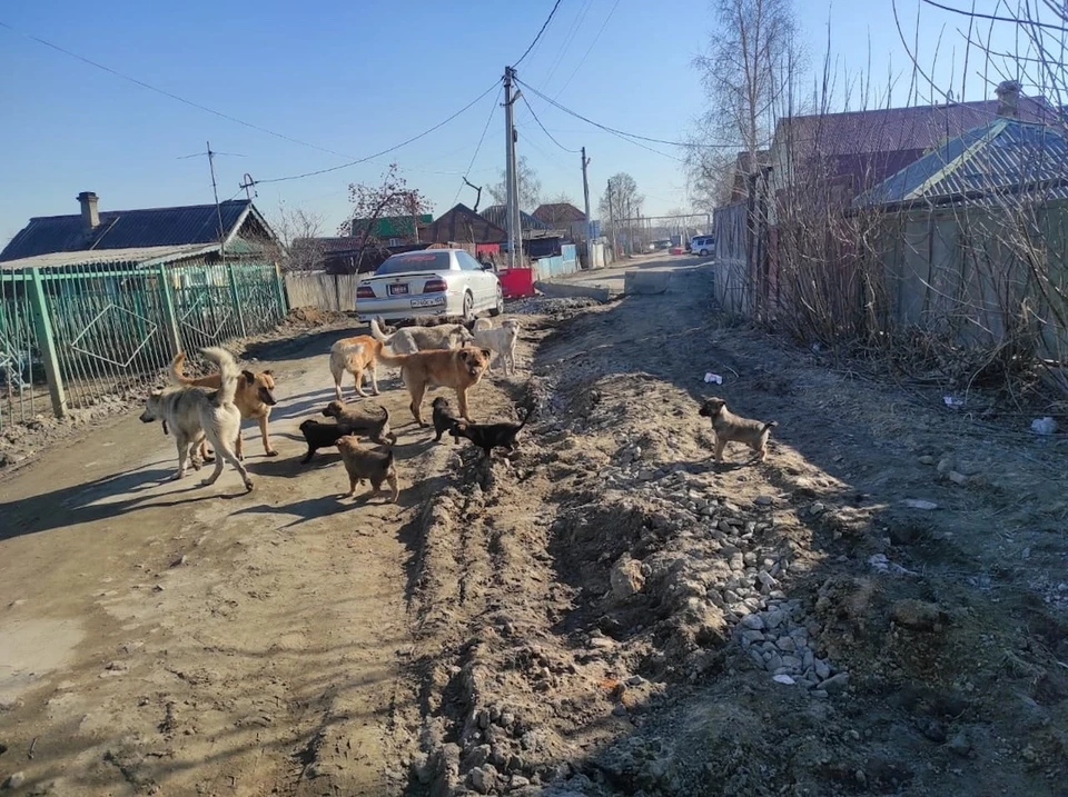 В стае 6 взрослых псов и 7 щенков. Фото: предоставила Ирина