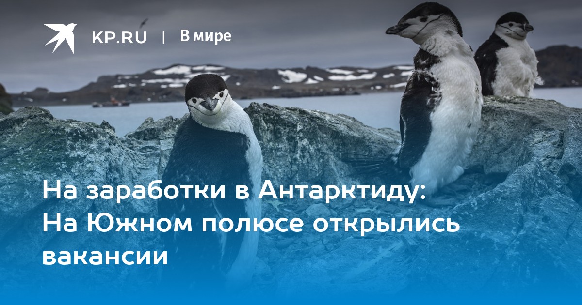 На заработки в Антарктиду: На Южном полюсе открылись вакансии -KPRU