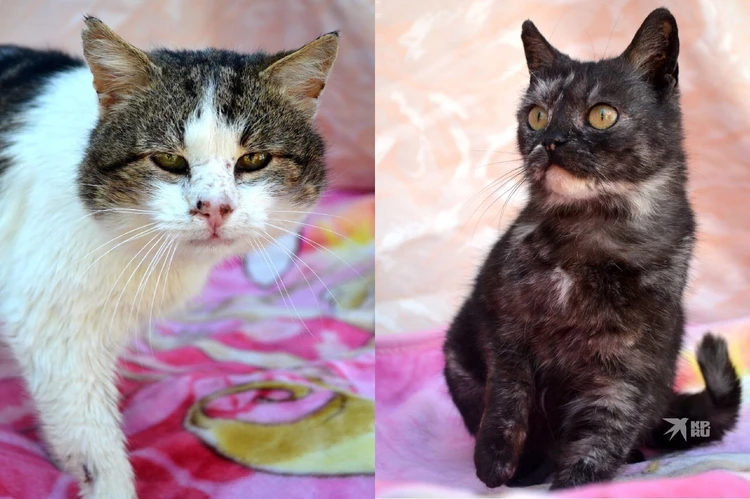 Назвали в честь героев «Тихого Дона»: уральские волонтеры спасли кошку Аксинью и кота Григория из Луганска