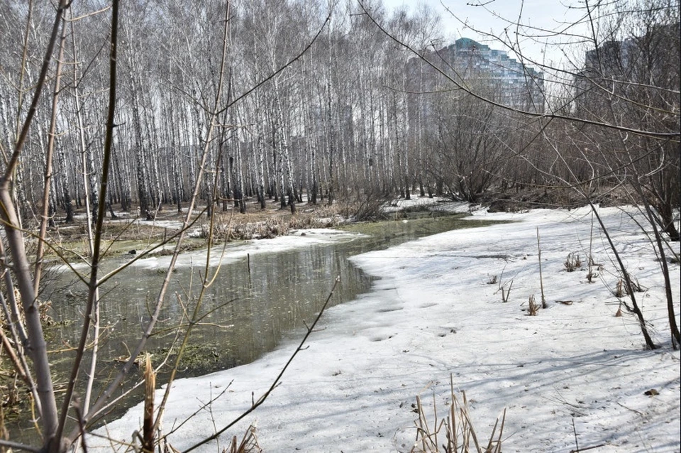 На выбор для названия сибирякам представлено шесть вариантов. Фото: правительство НСО