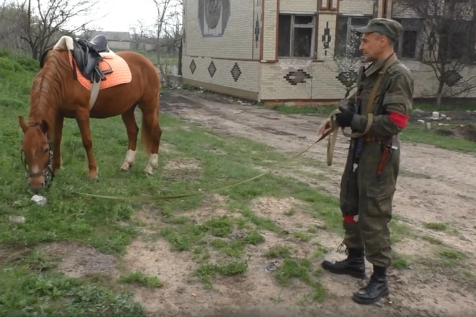 Защитники ЛНР помогли вывести лошадей в безопасную зону. Фото: НМ ЛНР