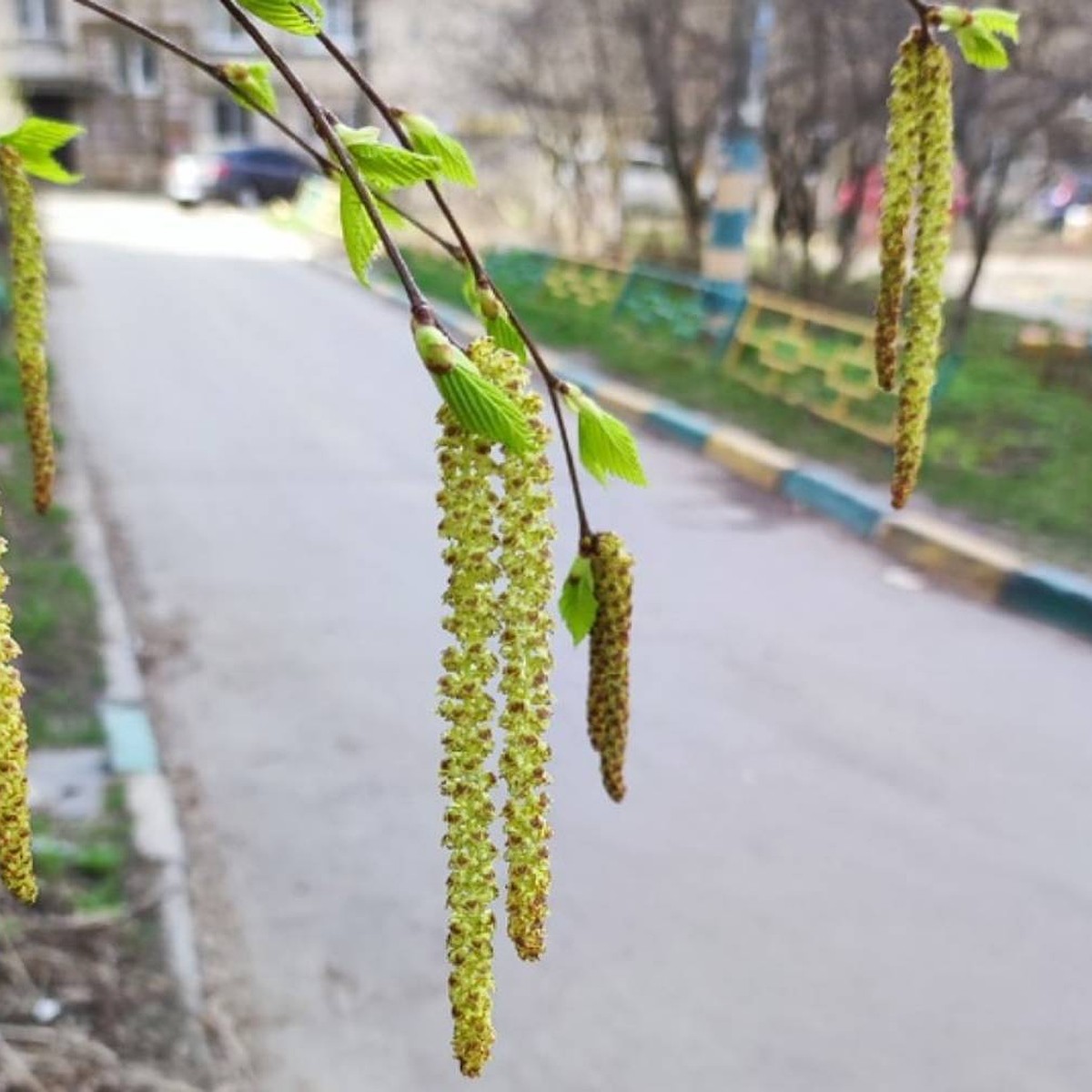 Когда в этом году зацветет береза. Цветение березы пыльца. Цветение березы. Цветение березы фото. Начало цветения березы.