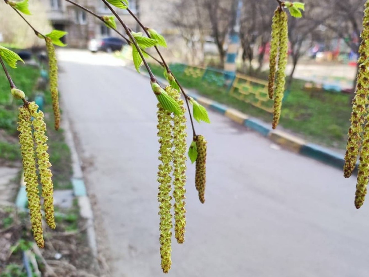 Страшный сон аллергика: Нижегородскую область накрыло облаком пыльцы - KP.RU