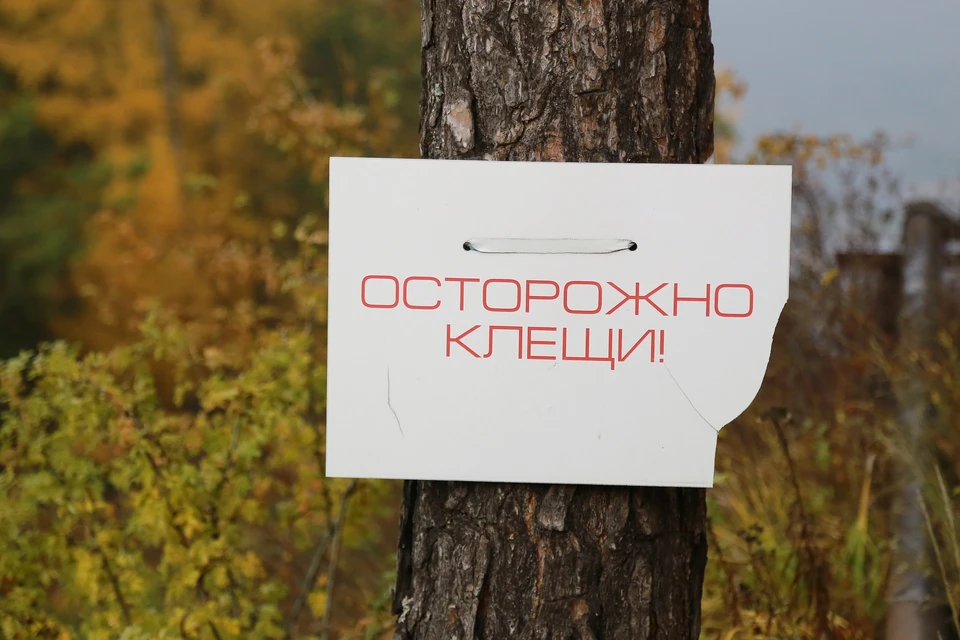 В Красноярске за неделю клещи покусали 368 человек