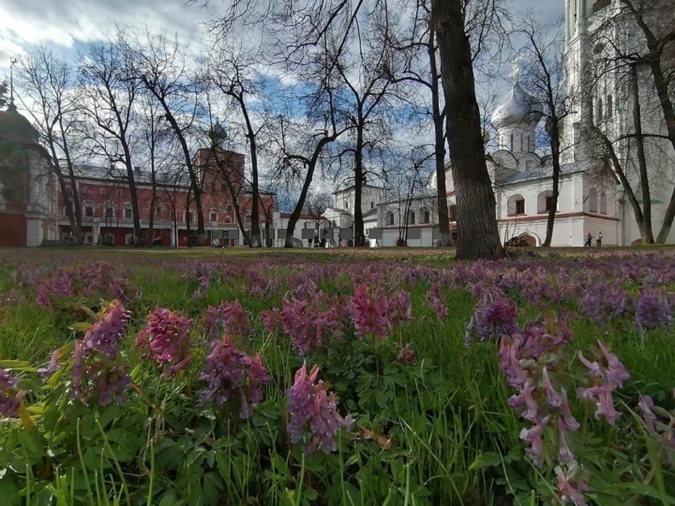 В Вологде уже цветет хохлатка.