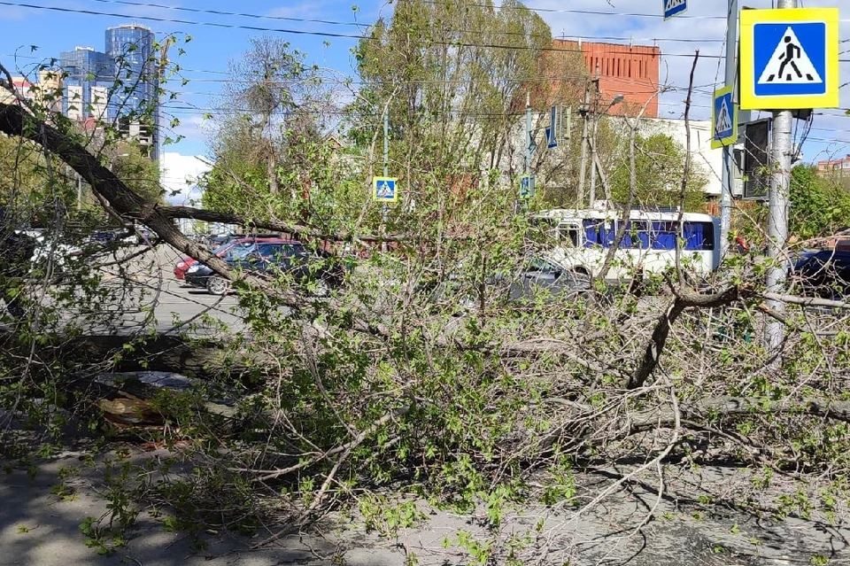 Дерево перекрыло проезжую часть и пешеходный переход / Фото: Александр Федоров / vk.com/life_samara