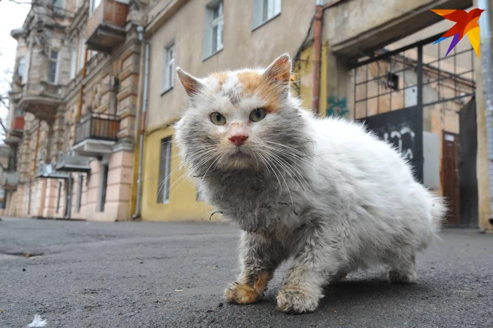 Бездомных кошек в Мурманске много.