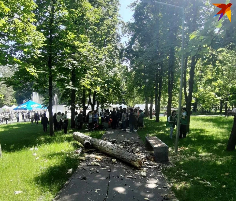 На вырубку старых деревьев в парке "Алунел" правительство не дало разрешения