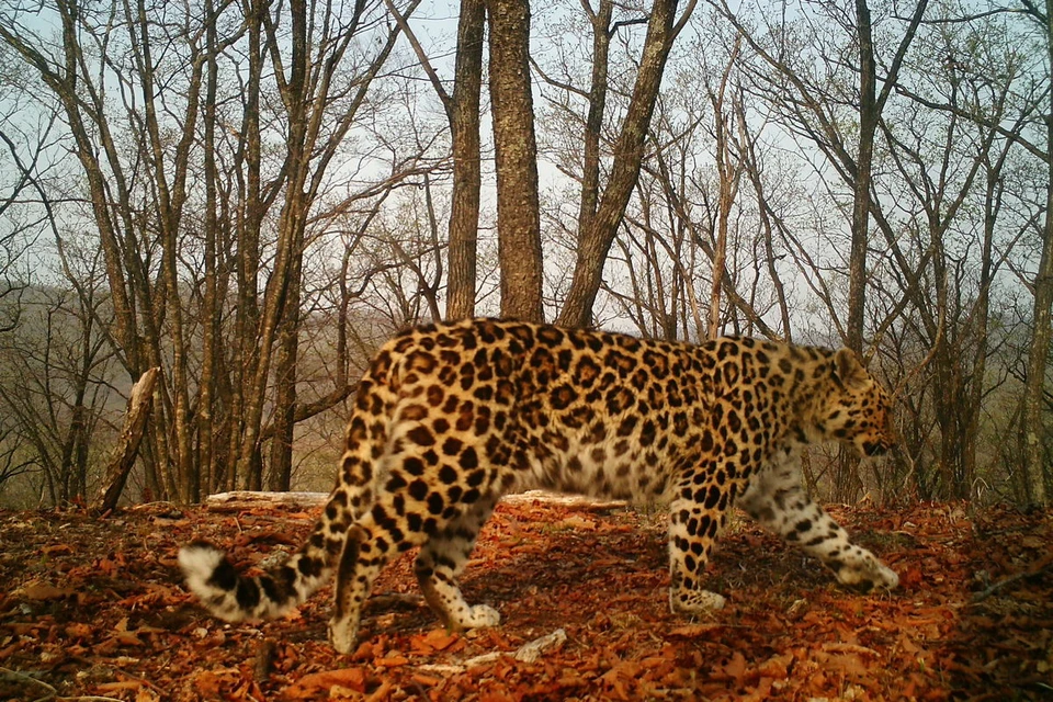 Подопечная «Комсомолки» – самка леопарда Сочи.