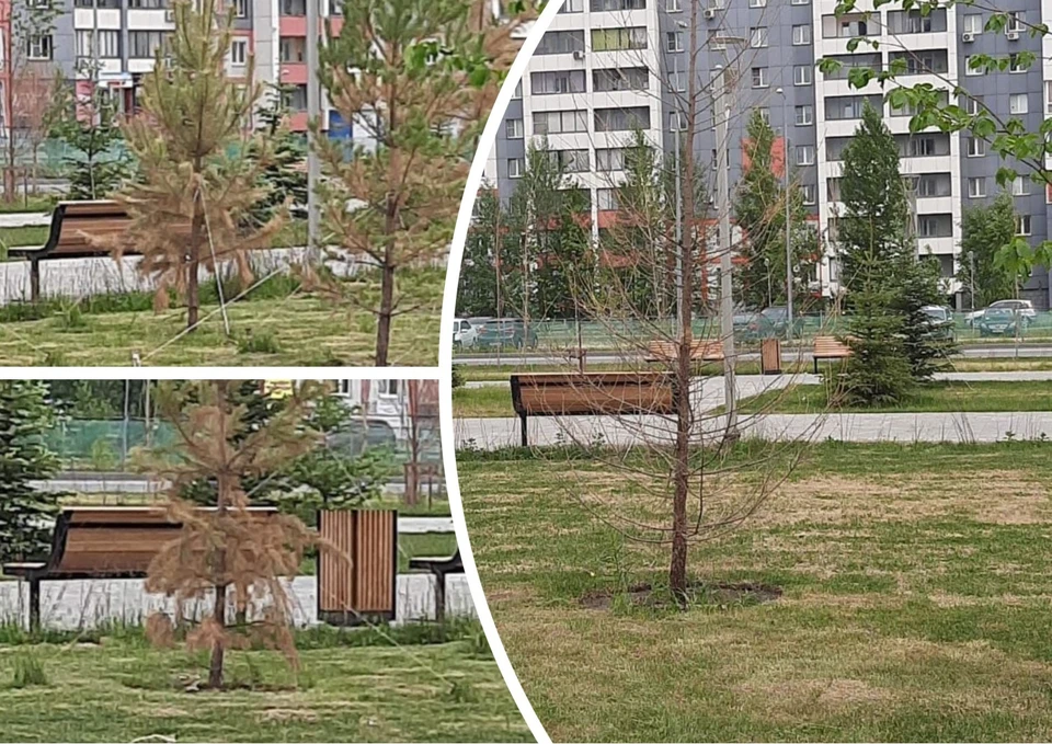 Ежегодно часть высаженных деревьев не приживается. Тогда их заменяют по гарантии. Фото: читатель КП-Челябинск