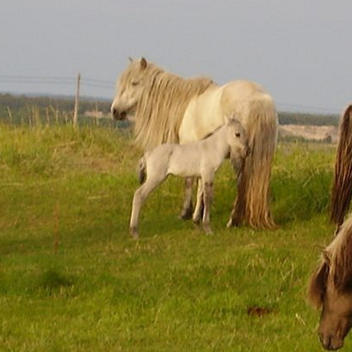Несут меня кони содержание. Кузомень Дикие лошади. Дикие лошади в Мурманской области. Дикие лошади в Мурманской области Кузомень. Лошадиная семья.