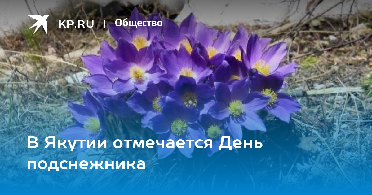 День подснежника в якутии картинки