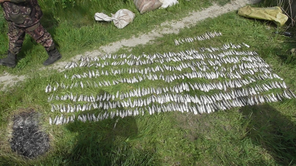 Браконьеры незаконно выловили 125 кг рыбы. Фото: пресс-служба ПУ ФСБ по Краснодарскому краю