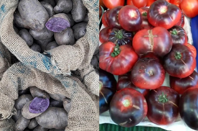 Черная Магия на огороде: сибирячка выращивает фиолетовую картошку и темные помидоры