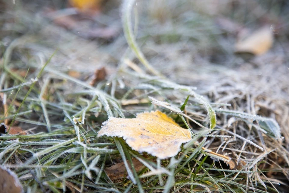 В Ярославской области в ближайшие ночи возможны заморозки