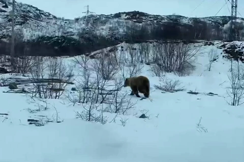 Медведя все чаще видят вблизи Териберки. Фото: vk.com/my_teriberka