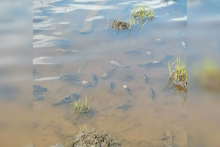 Массовая гибель рыбы в Хабаровском крае: на изуродованных карасях и толстолобиках находят жуткие язвы и пятна
