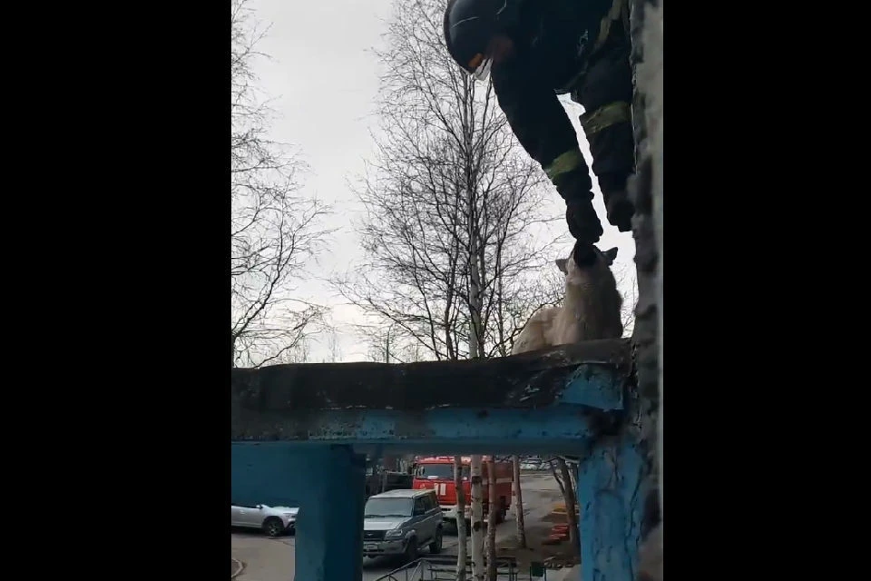 Пришлось вызывать спасателей. Фото: скрин видео vk.com/i.murmansk