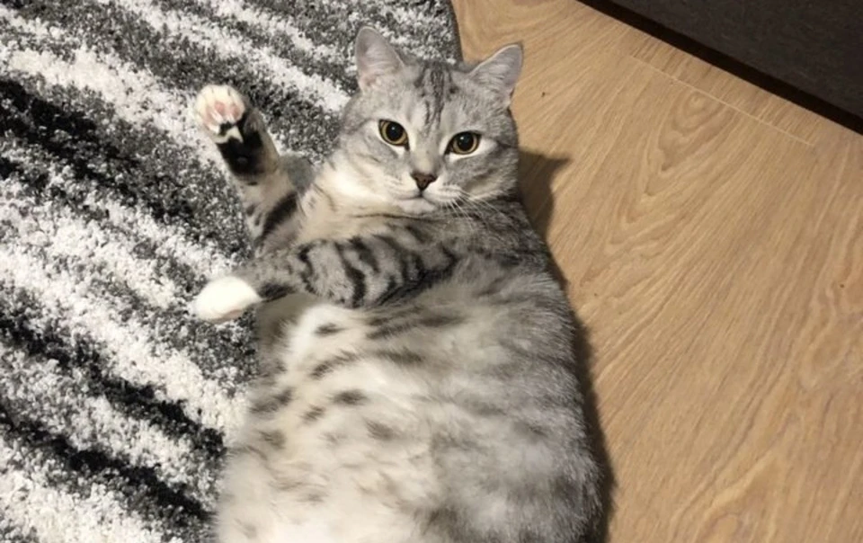 В Тобольске продают кота, который говорит с духами. Фото - Avito.