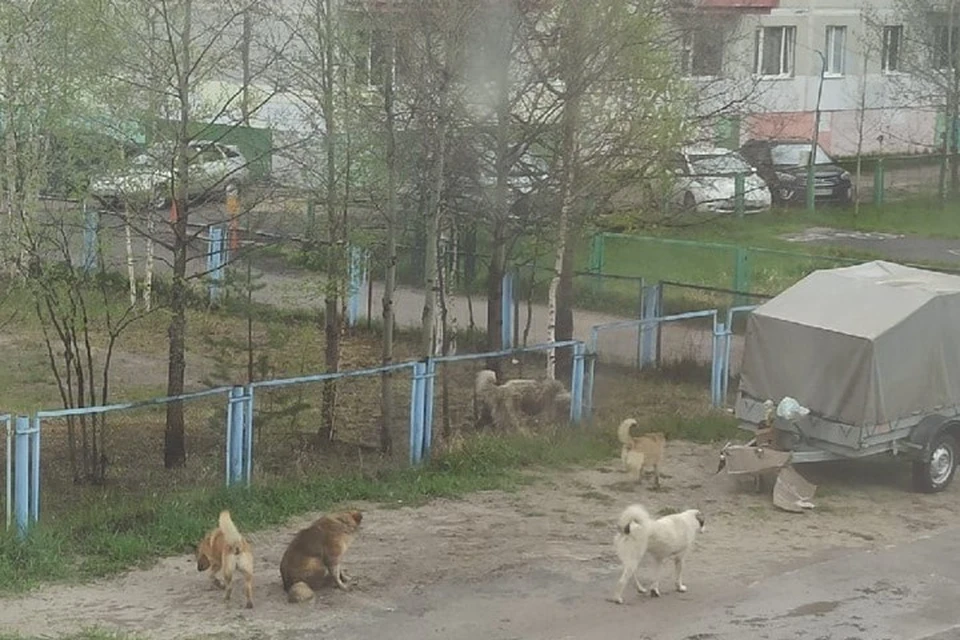Фото: паблик "Происшествия Ноябрьск. Стая собак.