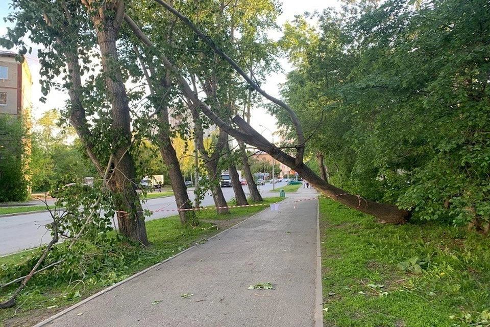 Огромное дерево почти упало на дорогу.