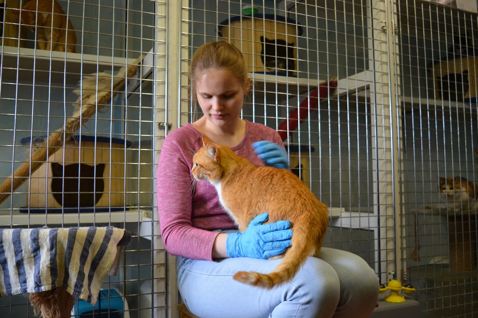 Оксана Ракина уже пять лет каждый четверг после работы спешит в «Кошки за окошком» убирать вольеры.