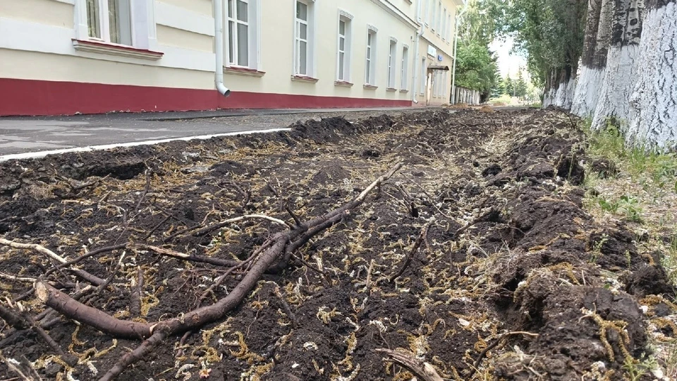 Корни деревьев повредили из-за благоустройства территории. Фото: издание Город55