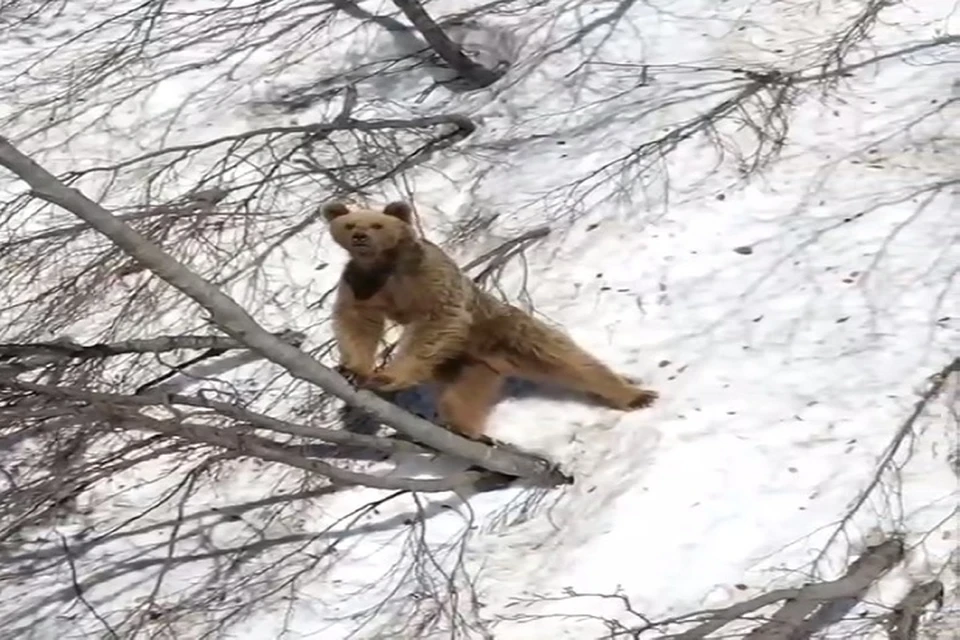 Косолапый пытался найти себе что-нибудь на завтрак. Фото: Юрий Дорош