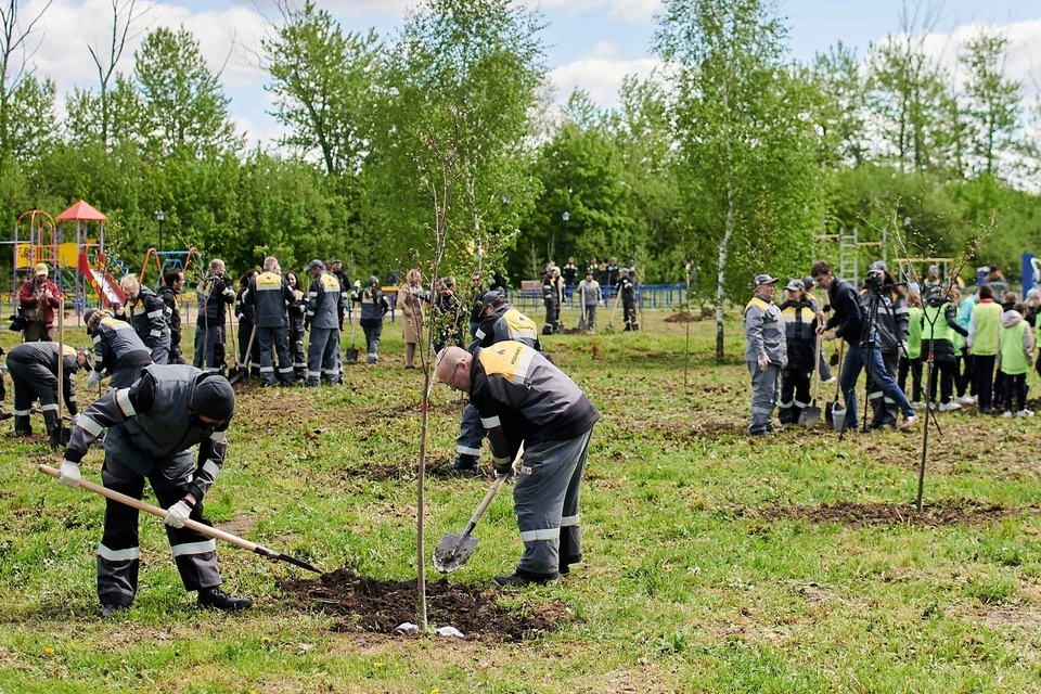 80 молодых лип и тополей появились на Аллее Славы в Турлатове.