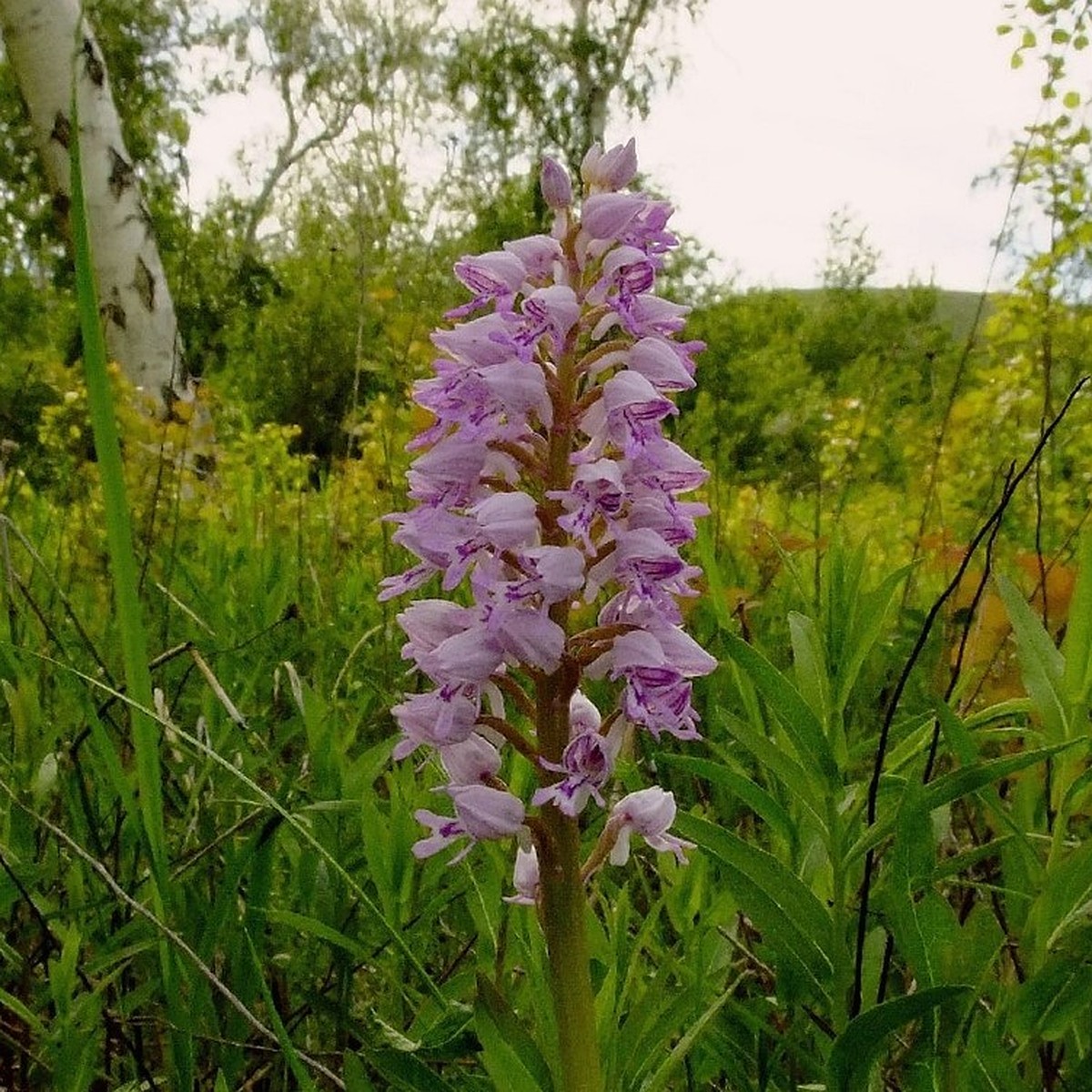 Кукушкины слезы