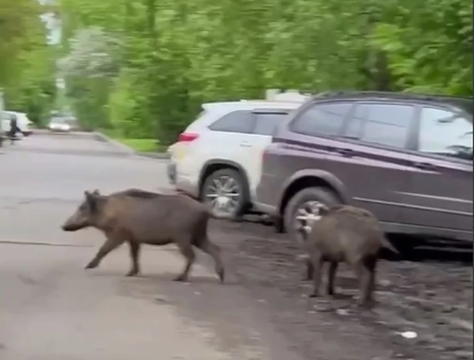 Животные, скорее всего, пришли в город в поисках пищи.